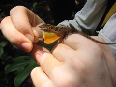 Anolis polylepis