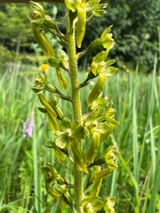 Neottia ovata