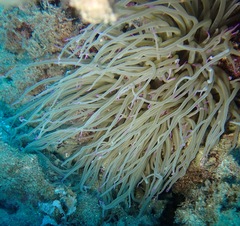 Anemonia viridis