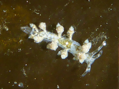 Eubranchus rustyus