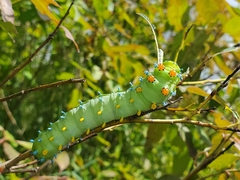 Hyalophora cecropia