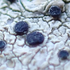 Lecidella elaeochroma