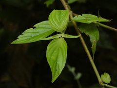 Gonzalagunia hirsuta