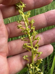 Neottia ovata