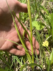 Neottia ovata