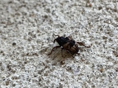 Cryptorhynchus fuscatus