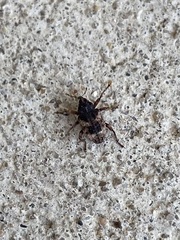 Cryptorhynchus fuscatus