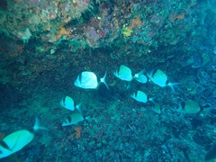 Diplodus vulgaris