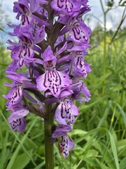 Dactylorhiza majalis baltica