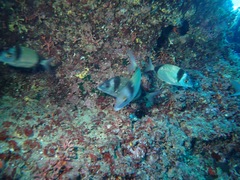 Diplodus vulgaris