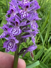 Dactylorhiza majalis baltica