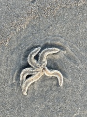 Coscinasterias muricata