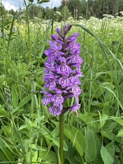 Dactylorhiza majalis baltica