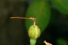Agriocnemis pieris