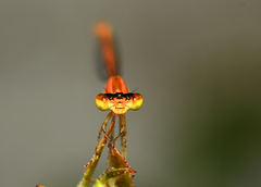 Agriocnemis pieris