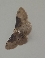 Idaea filicata