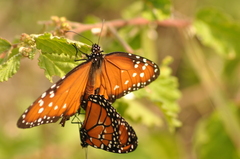 Danaus gilippus gilippus