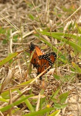 Danaus gilippus gilippus