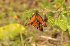 Danaus gilippus gilippus