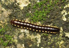 Asiomorpha coarctata