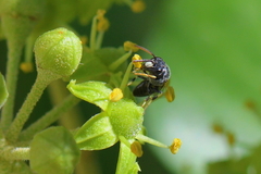 Hylaeus punctatus