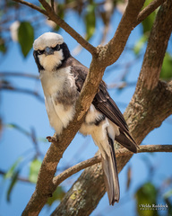 Eurocephalus ruppelli