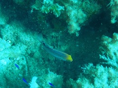 Symphodus mediterraneus