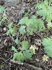 Sanguinaria canadensis