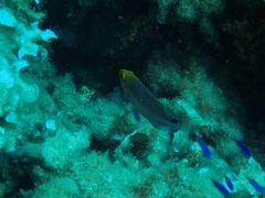 Symphodus mediterraneus
