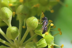 Hylaeus punctatus