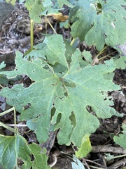Sanguinaria canadensis