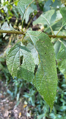 Eutrochium purpureum