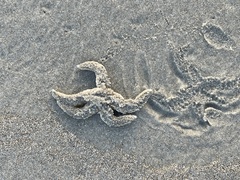 Coscinasterias muricata