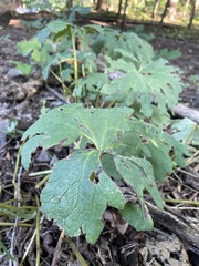 Sanguinaria canadensis