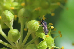 Hylaeus punctatus