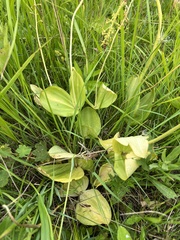 Neottia ovata