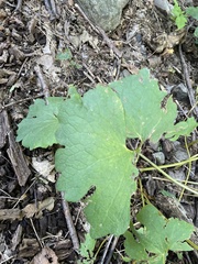 Sanguinaria canadensis