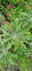 Psacalium peltatum