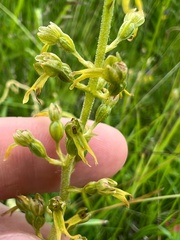 Neottia ovata