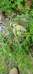 Psacalium peltatum