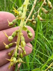 Neottia ovata
