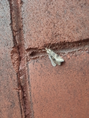 Nomophila nearctica