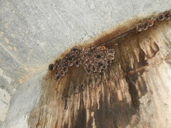 Myotis austroriparius