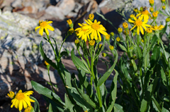 Senecio pyrenaicus