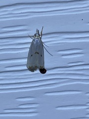 Microcrambus biguttellus