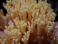 Ramaria