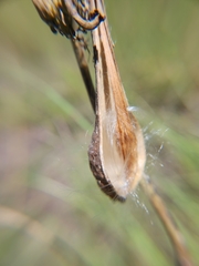 Asclepias