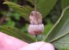 Neolasioptera farinosa