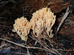 Ramaria