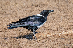 Corvus albus